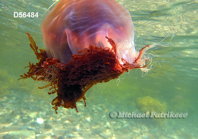 Lion's Mane Jellyfish (Cyanea capillata)
